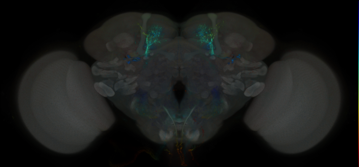 JRC_MB057B_Brain_2020__1