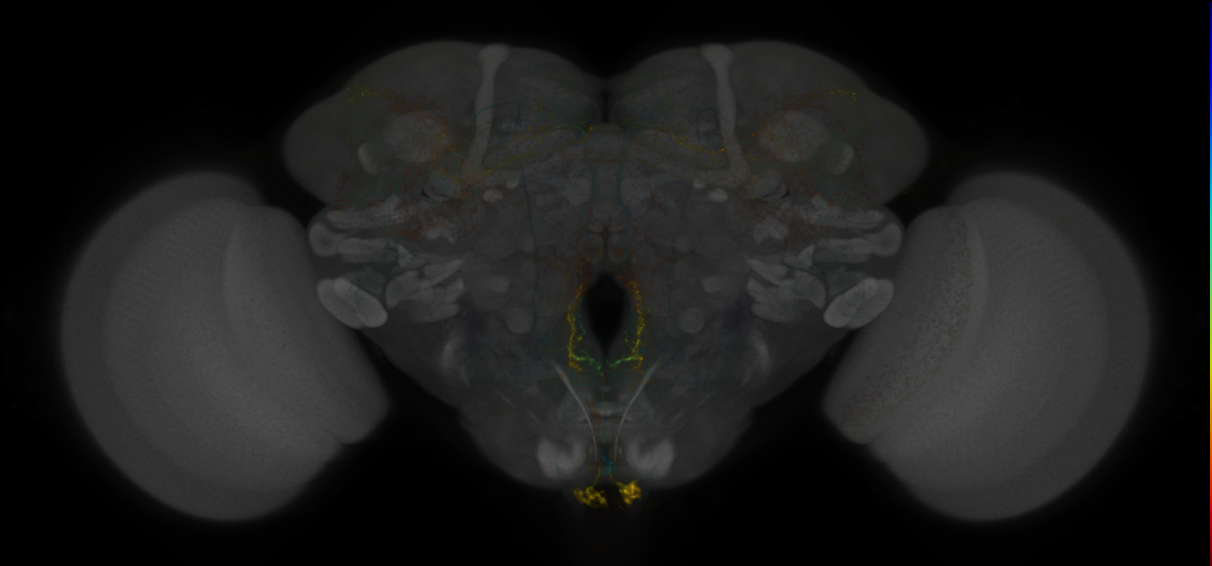 JRC_MB021B_Brain_2020__5