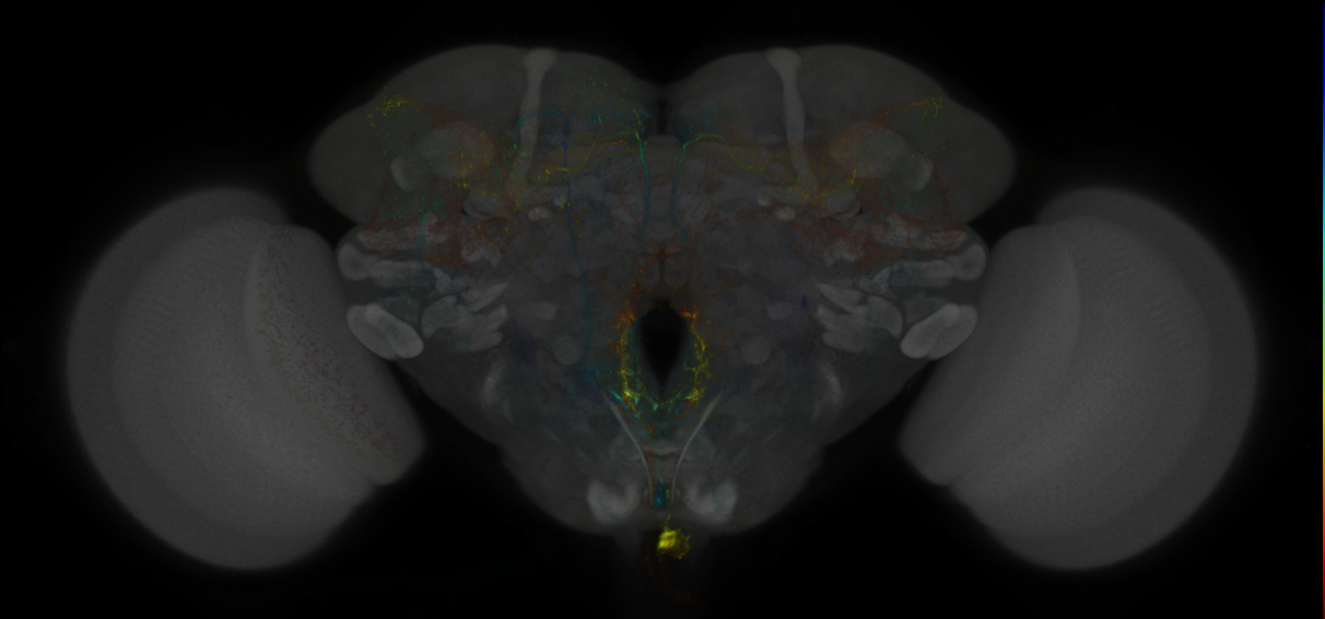 JRC_MB021B_Brain_2020__8