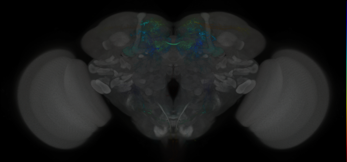 JRC_MB042B_Brain_2020__6