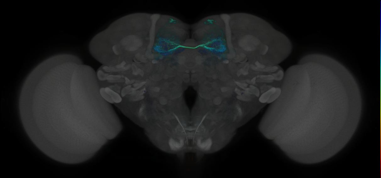 JRC_MB188B_Brain_2020__1