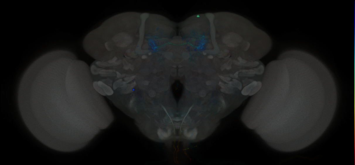 JRC_MB195B_Brain_2020__4