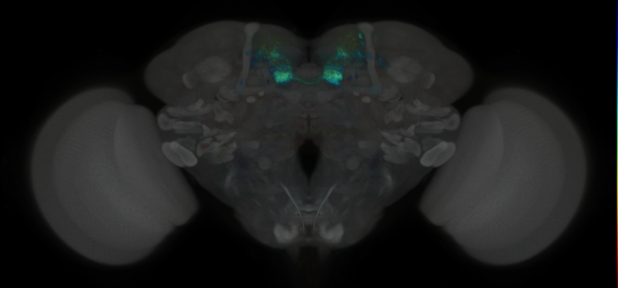 JRC_MB316B_Brain_2020__1