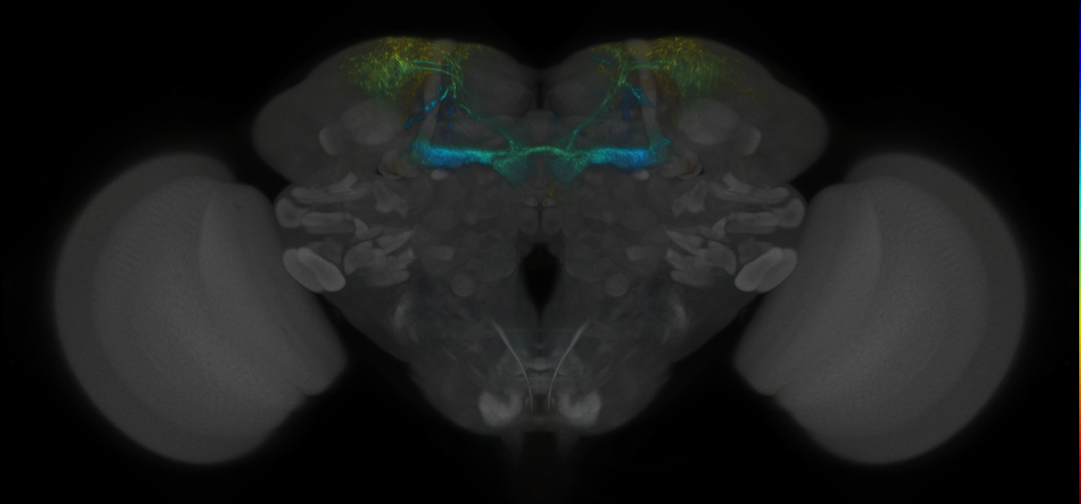 JRC_MB194B_Brain_2020__1