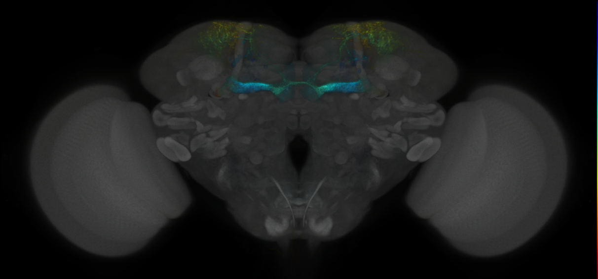 JRC_MB194B_Brain_2020__3