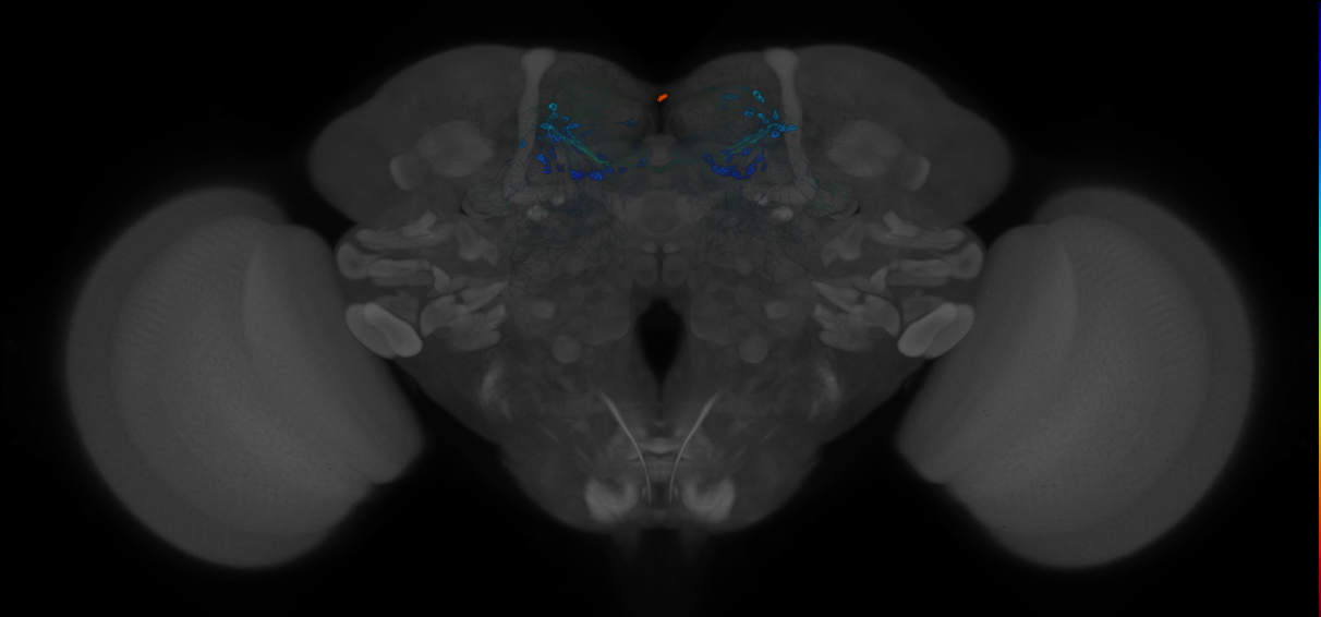 JRC_MB196B_Brain_2020__2