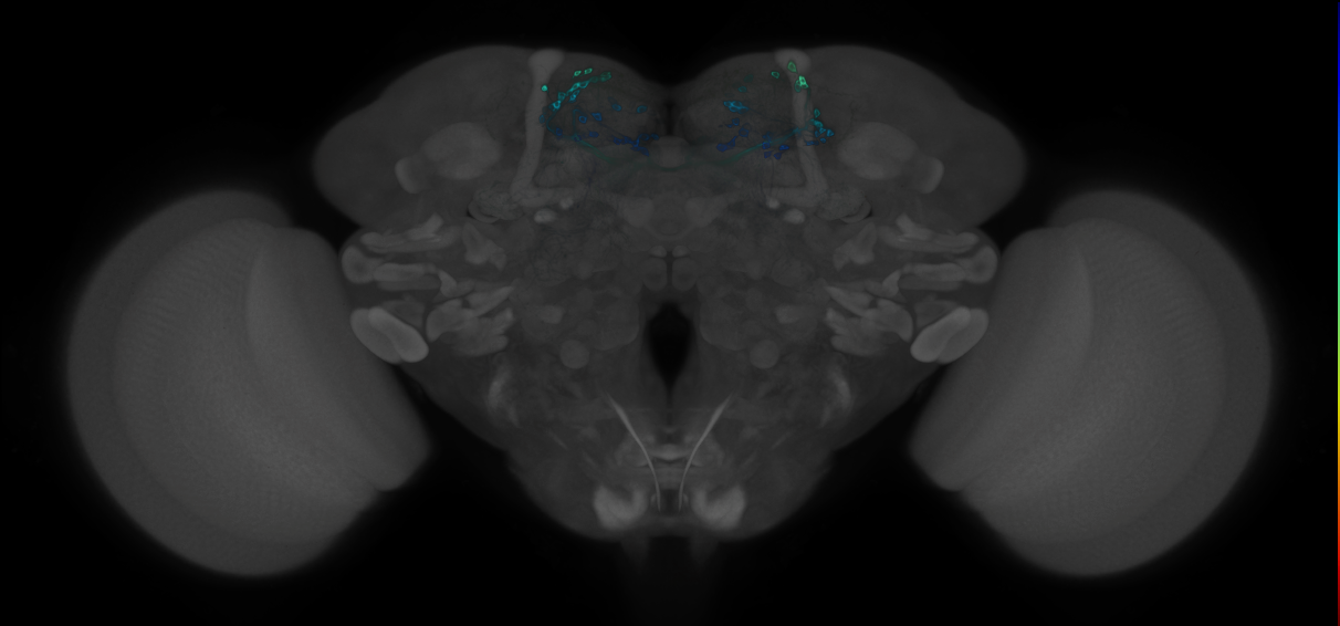 JRC_MB196B_Brain_2020__4