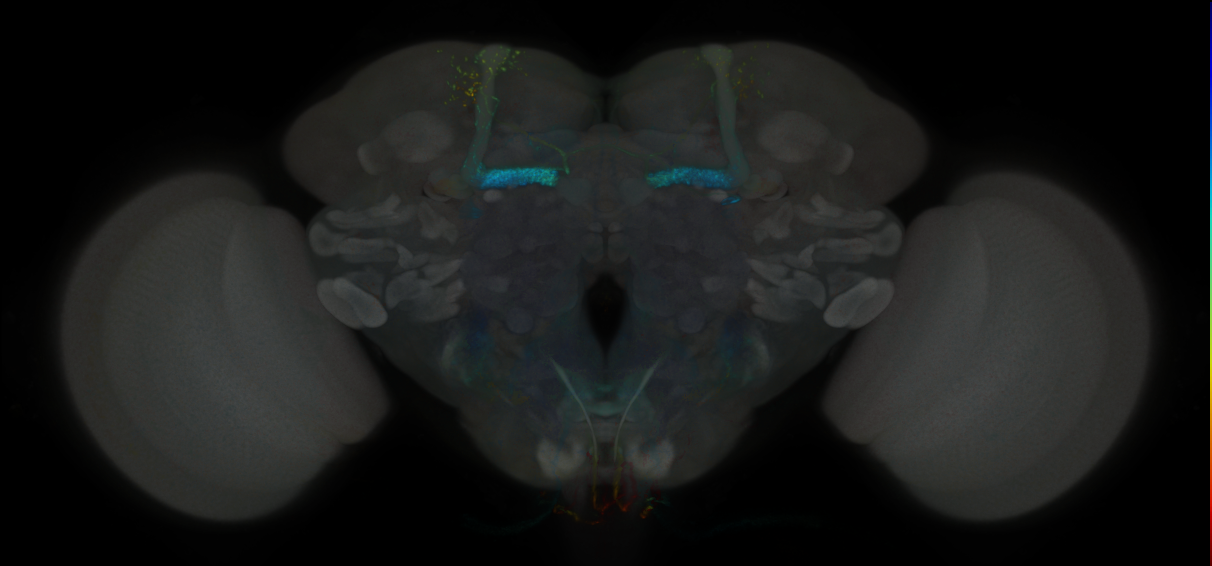 JRC_MB433B_Brain_2020__1