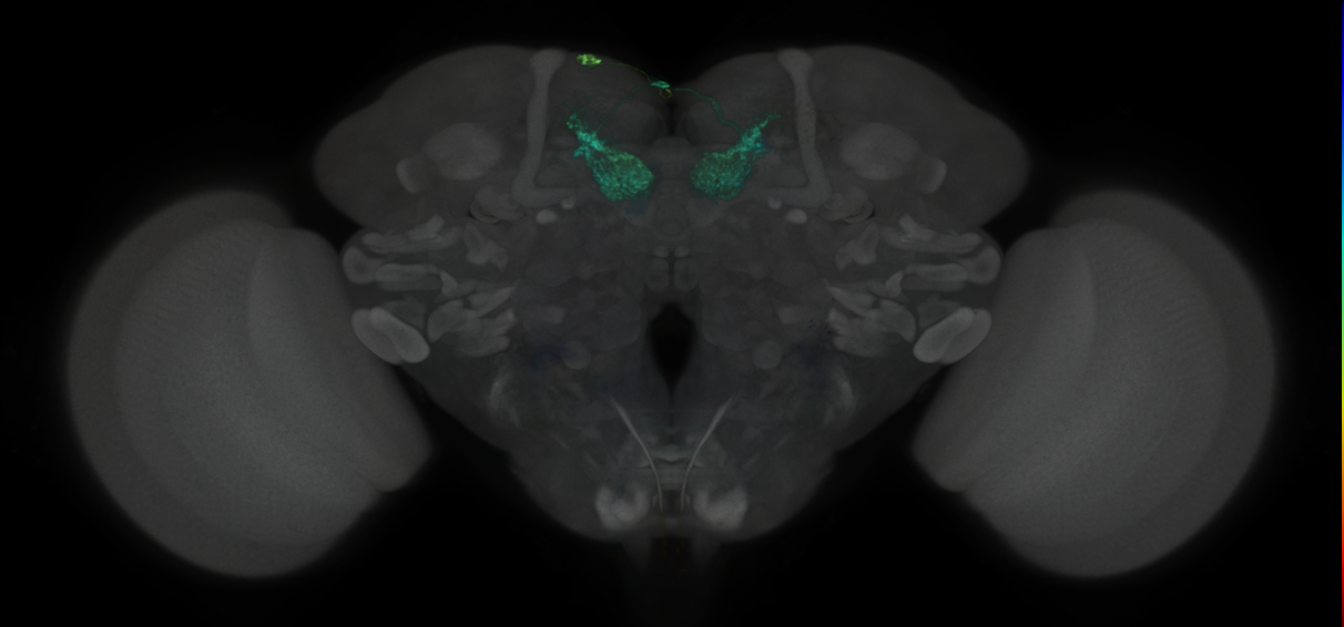 JRC_MB002B_Brain_2020__3