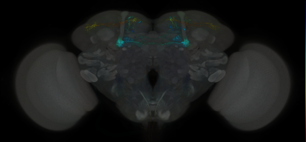 JRC_MB043B_Brain_2020__9