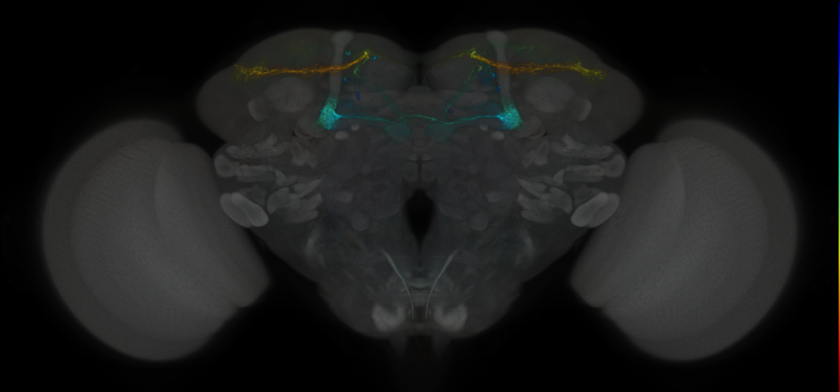 JRC_MB299B_Brain_2020__5