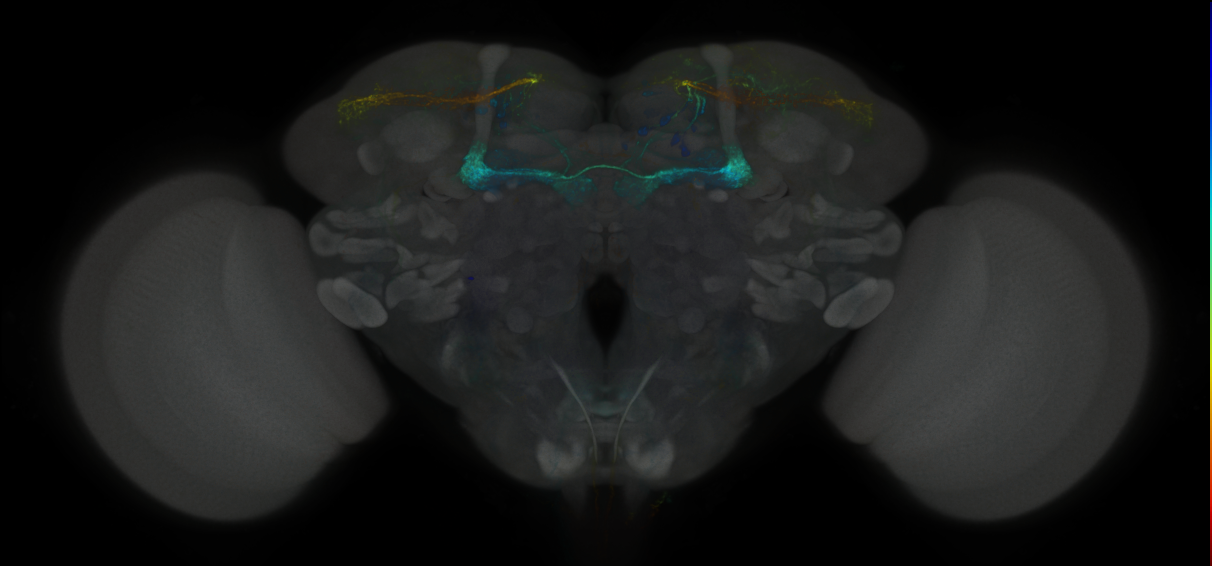 JRC_MB299B_Brain_2020__7