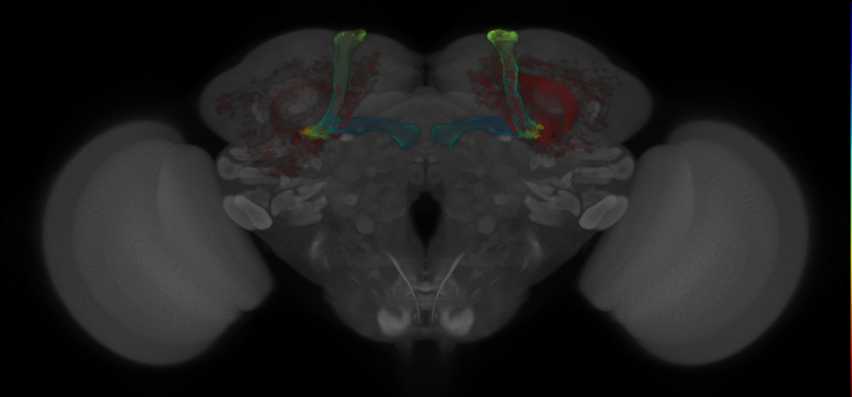 JRC_MB185B_Brain_2020__2