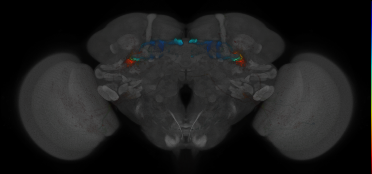 JRC_MB419B_Brain_2020__5
