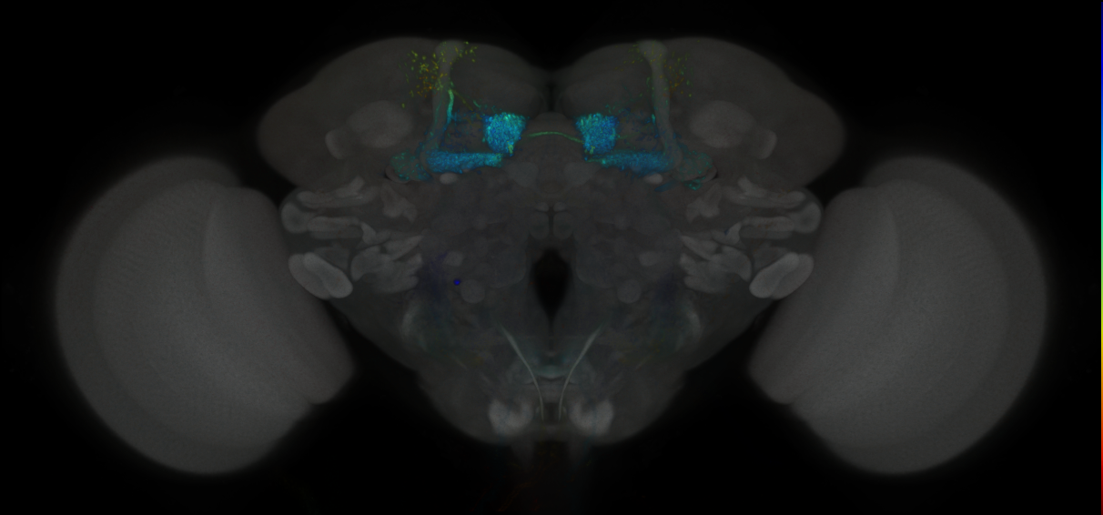 JRC_MB434B_Brain_2020__1