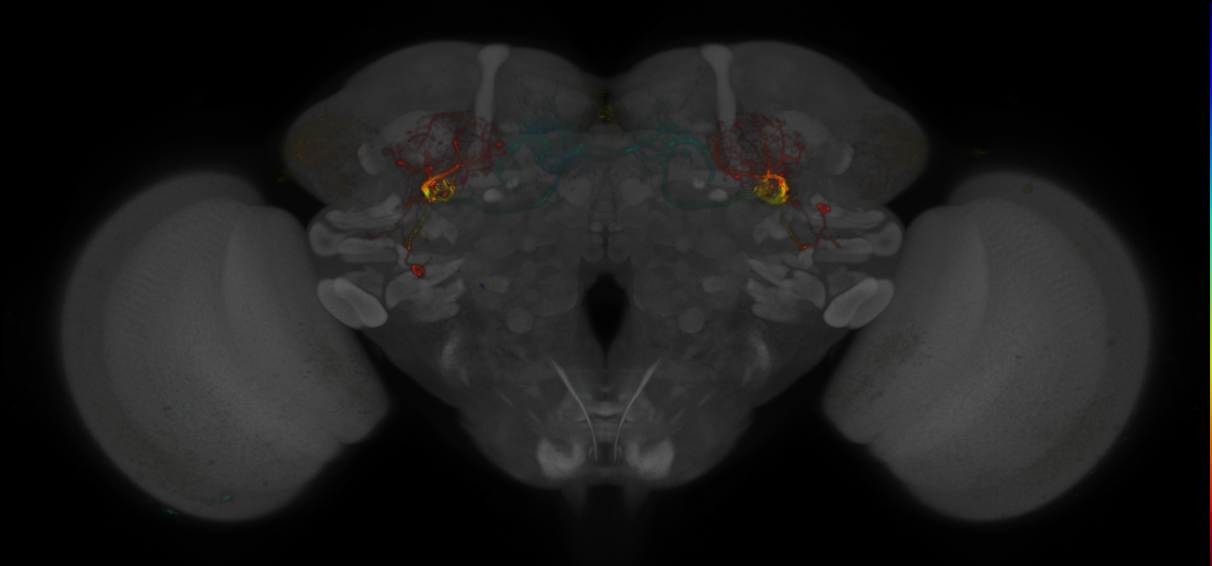 JRC_MB242A_Brain_2020__9