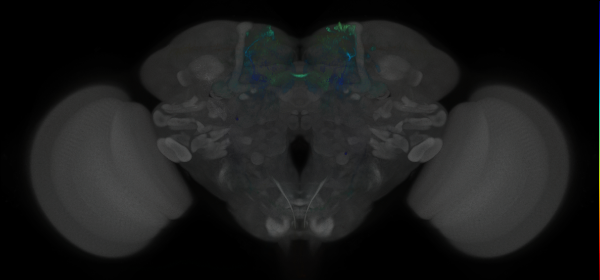 JRC_MB196B_Brain_2020__5