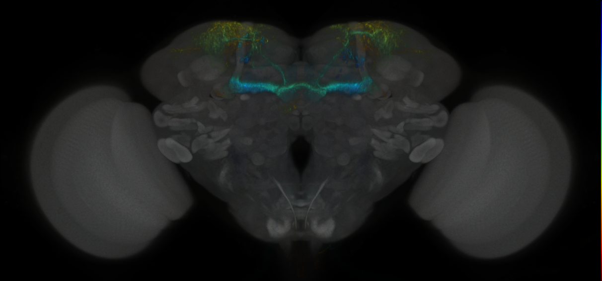 JRC_MB194B_Brain_2020__10