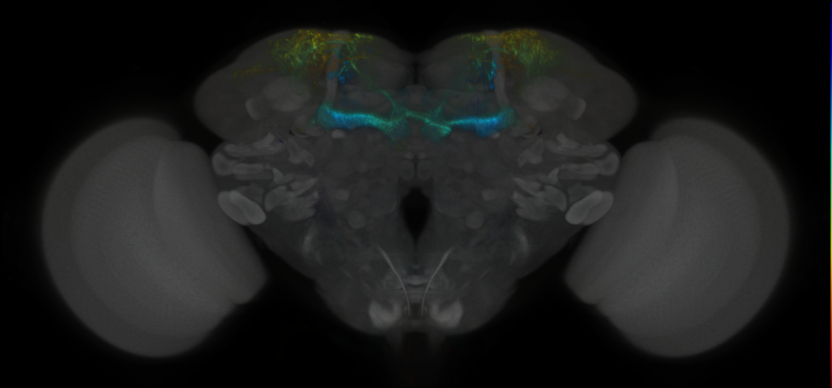 JRC_MB194B_Brain_2020__11