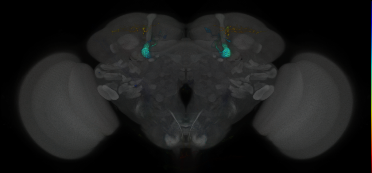JRC_MB310C_Brain_2020__3