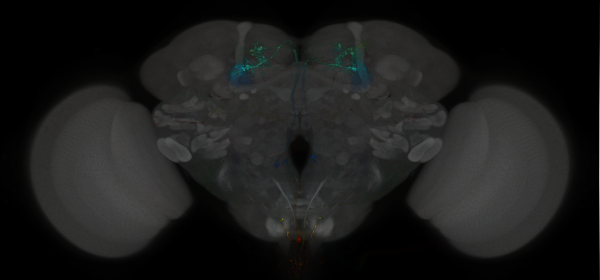 JRC_MB051B_Brain_2020__4