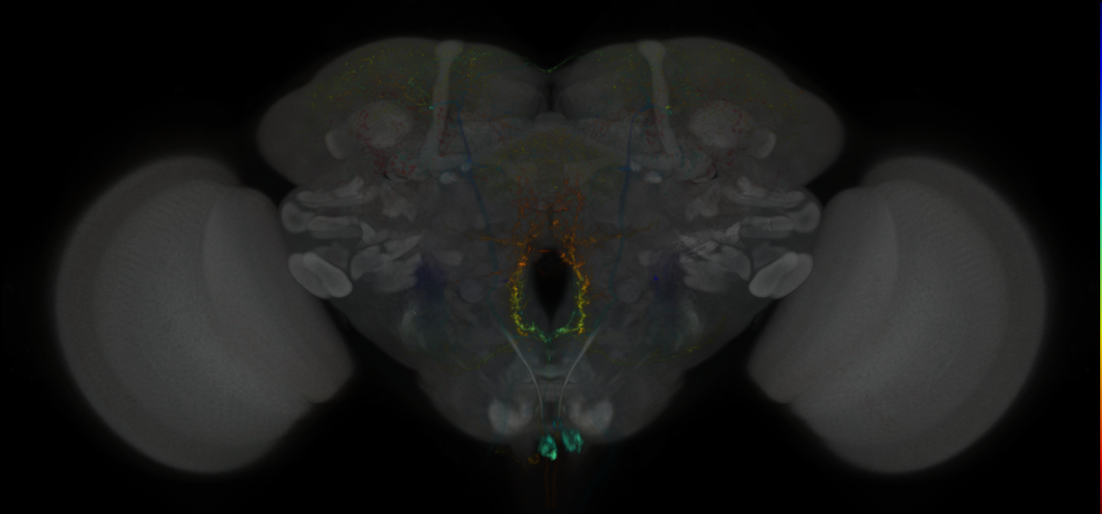 JRC_MB022B_Brain_2020__1