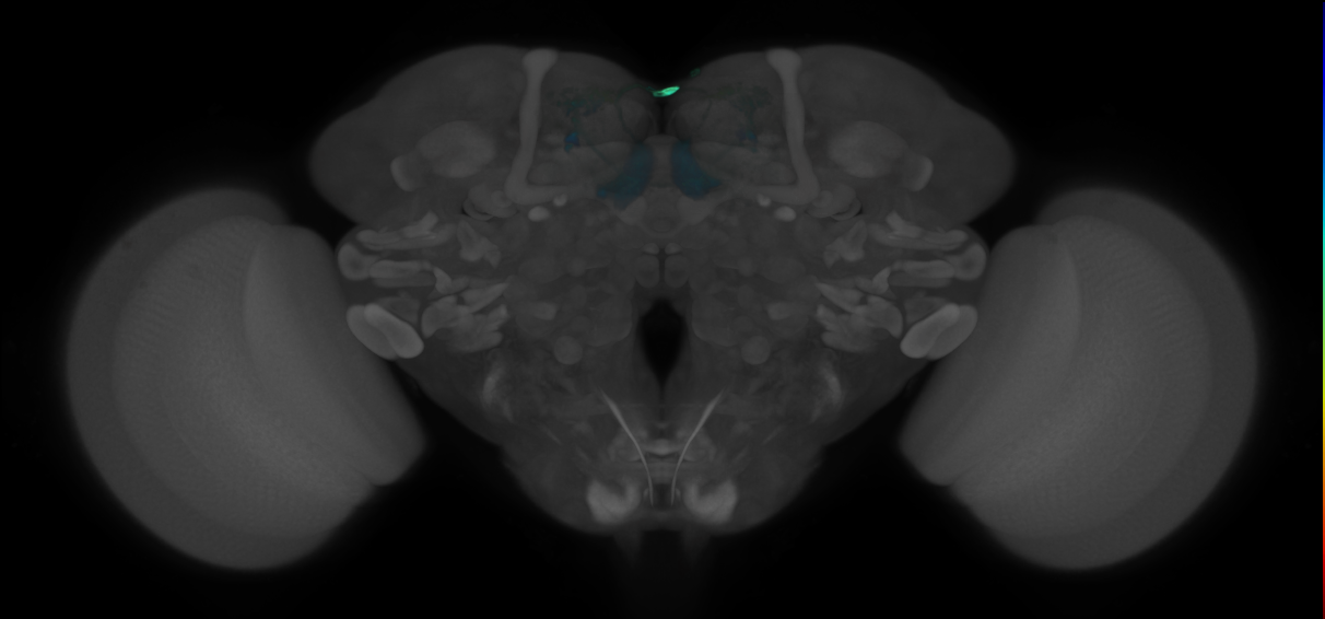 JRC_MB210B_Brain_2020__3