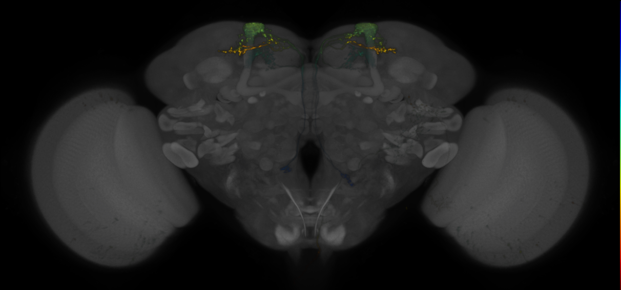 JRC_MB082C_Brain_2020__14