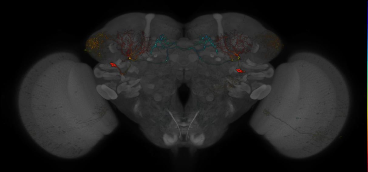 JRC_MB242A_Brain_2020__11