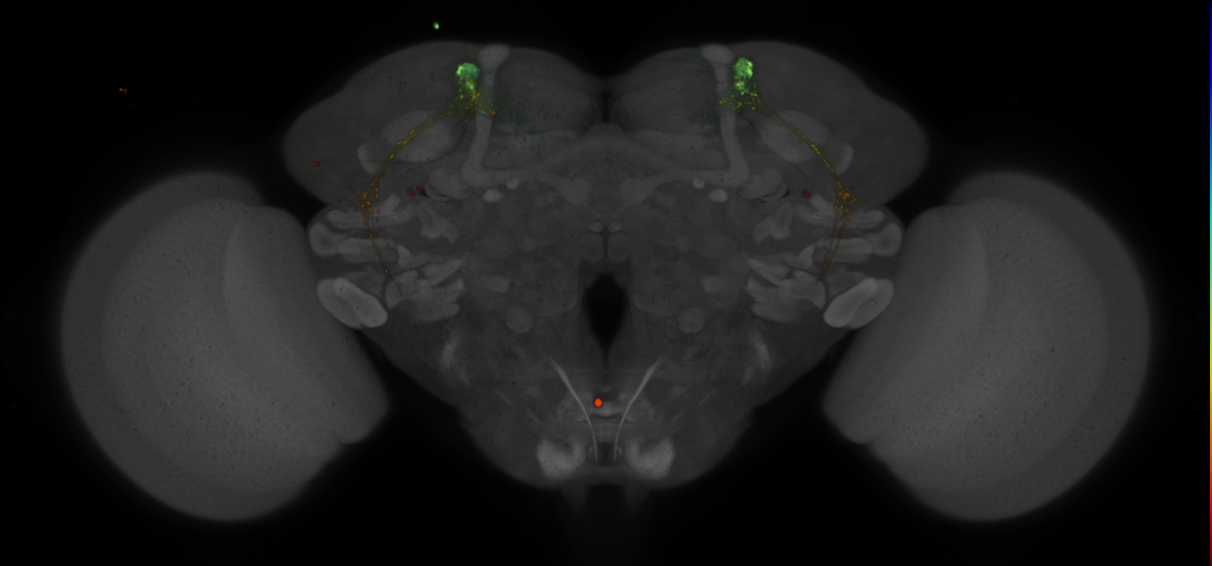 JRC_MB027B_Brain_2020__12