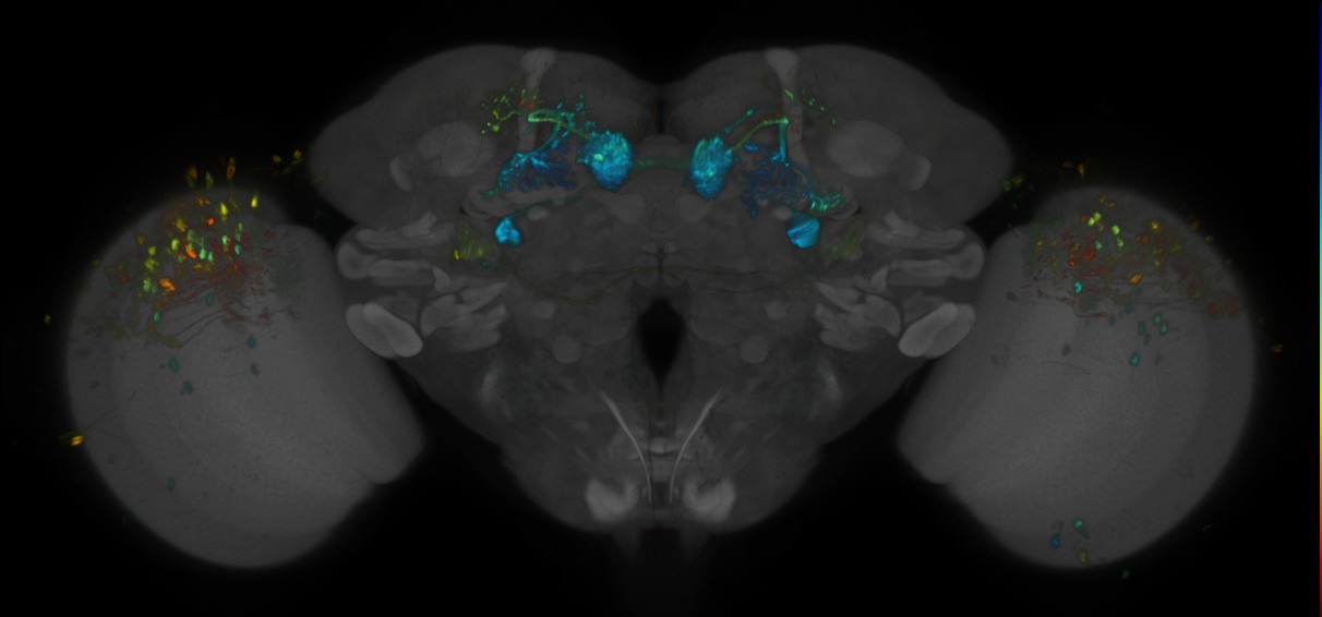 JRC_MB298B_Brain_2020__9