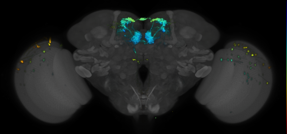 JRC_MB210B_Brain_2020__5