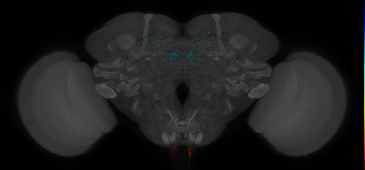 JRC_MB301B_Brain_2020__2