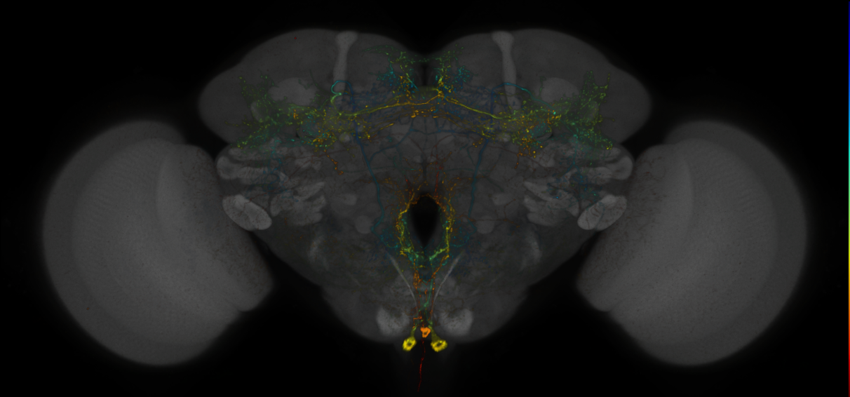 JRC_MB113C_Brain_2020__5