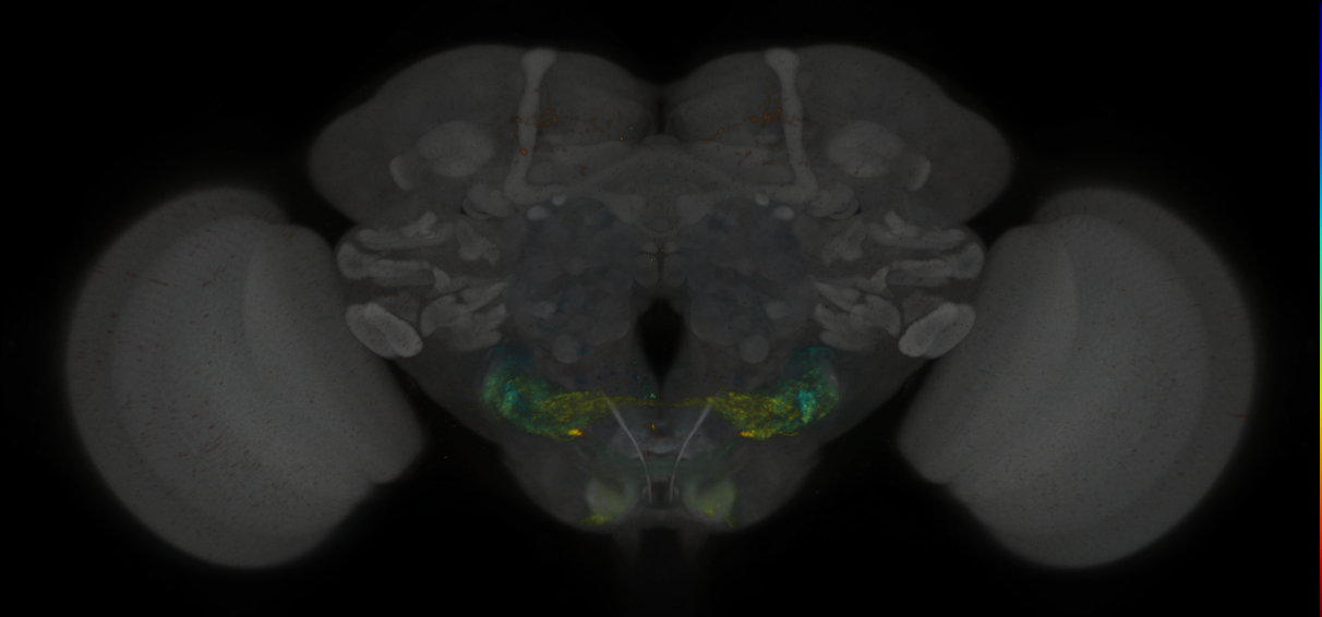 JRC_SS31976_Brain_2020__1