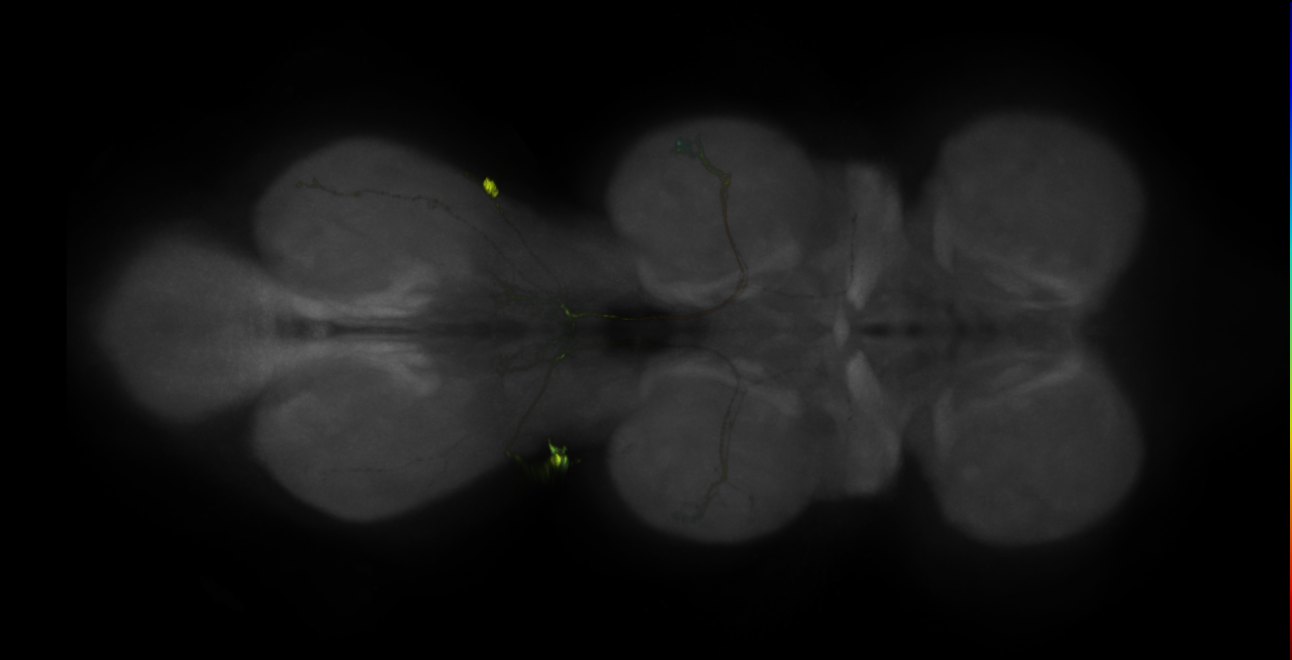 JRC_LH989_VNC_2020__1