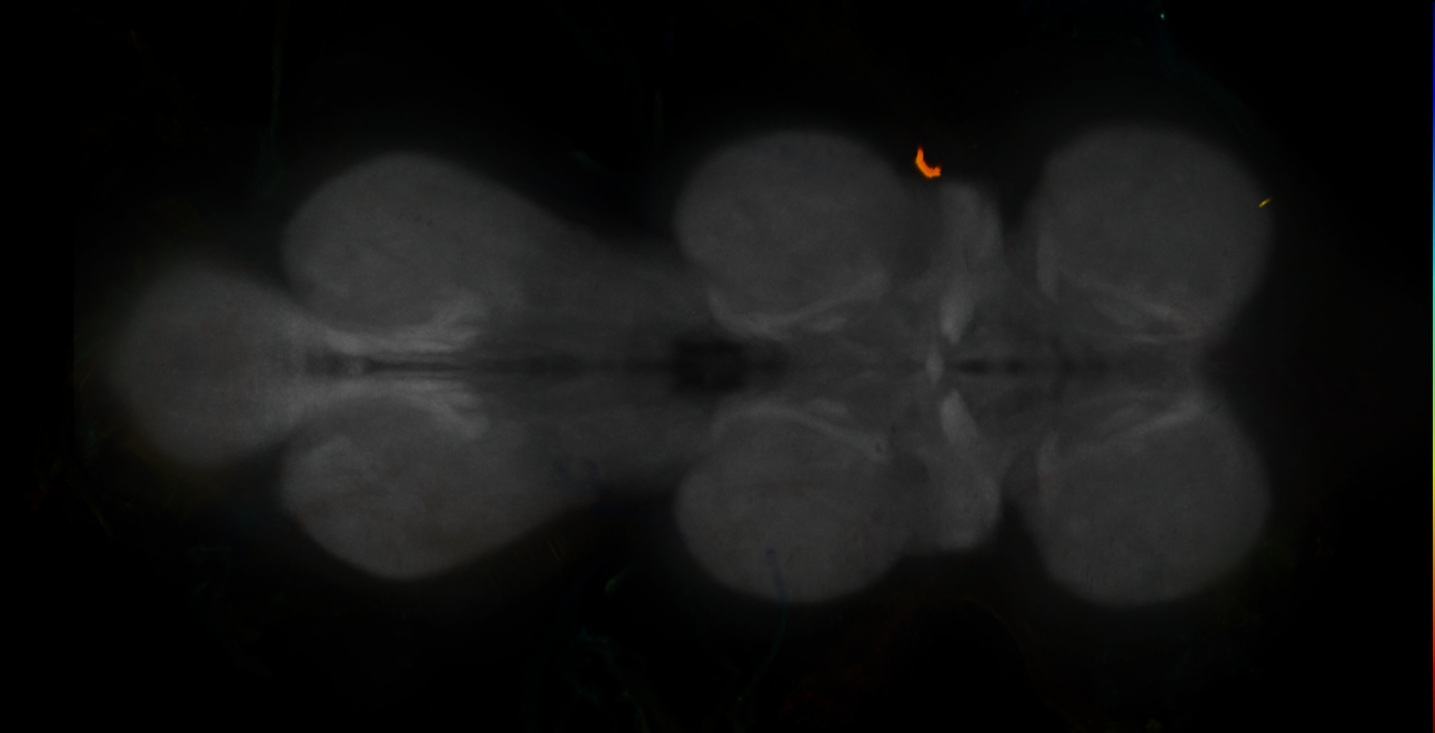 JRC_LH563_VNC_2020__1