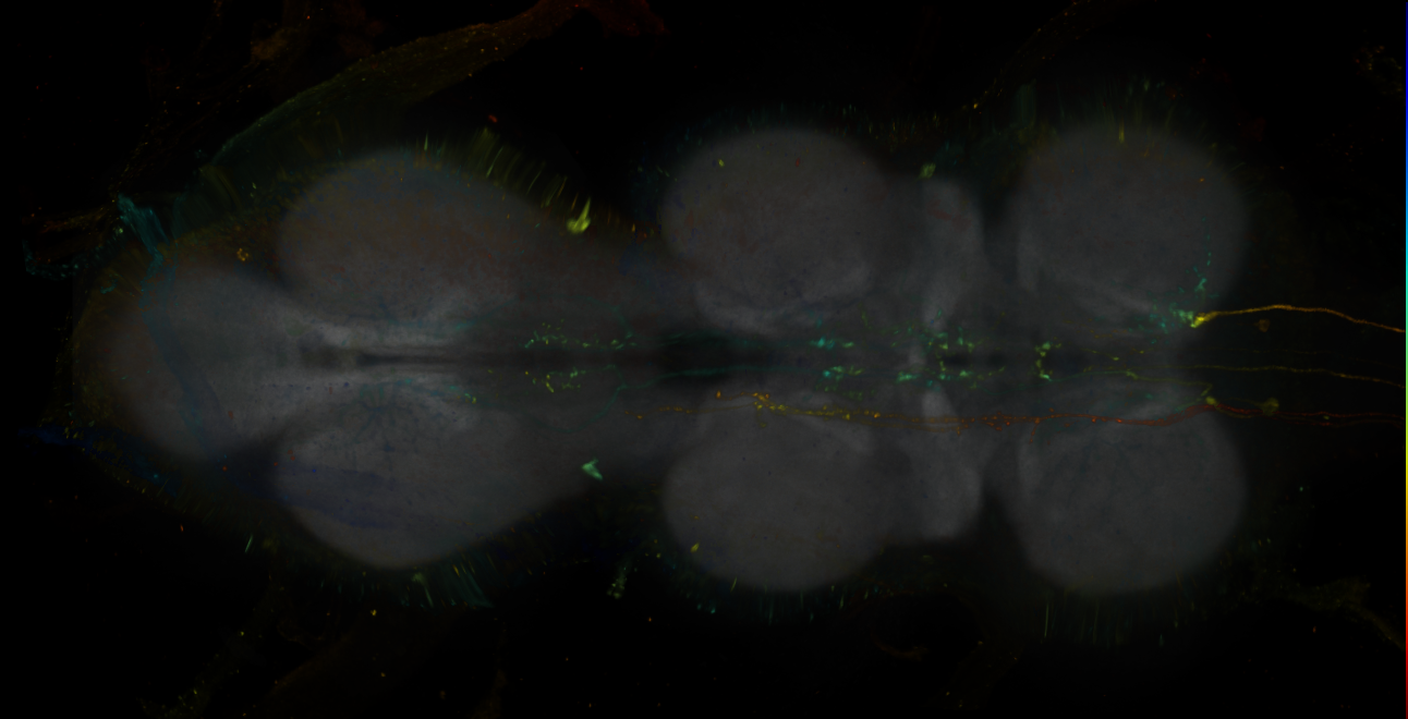 JRC_LH2385_VNC_2020__1