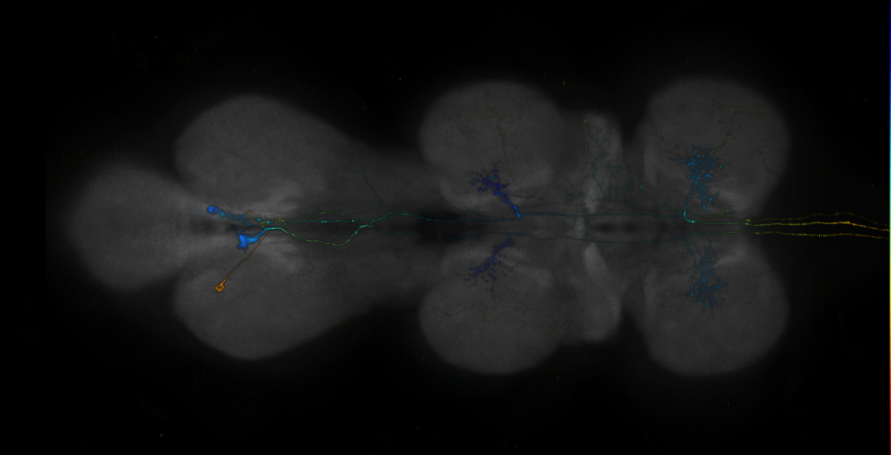 JRC_LH1943_VNC_2020__1