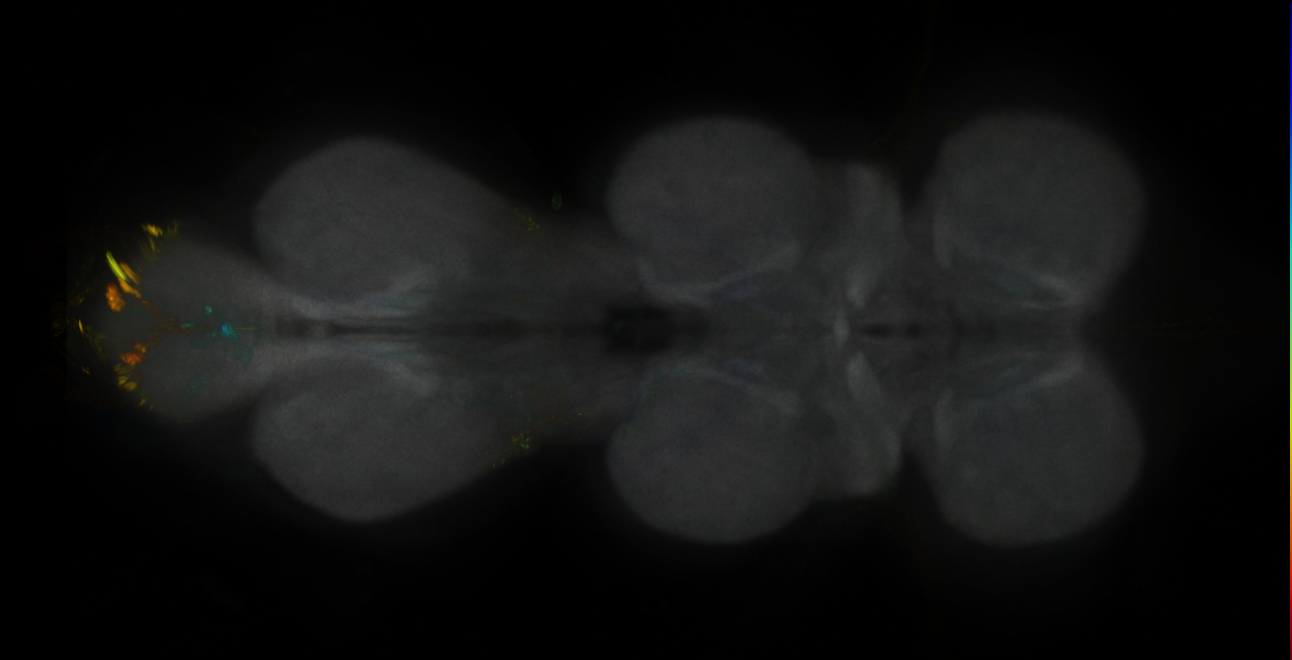 JRC_MB296B_VNC_2020__2