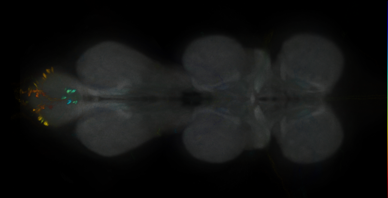 JRC_MB296B_VNC_2020__3
