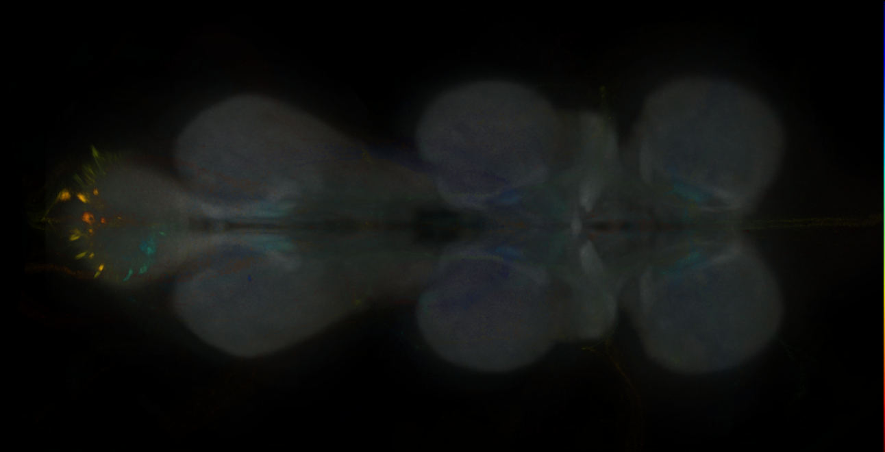 JRC_MB185B_VNC_2020__1