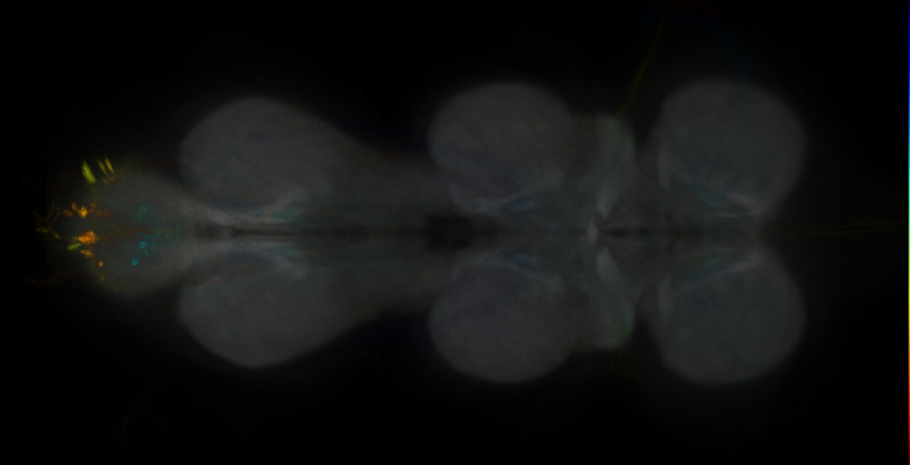 JRC_MB477B_VNC_2020__1