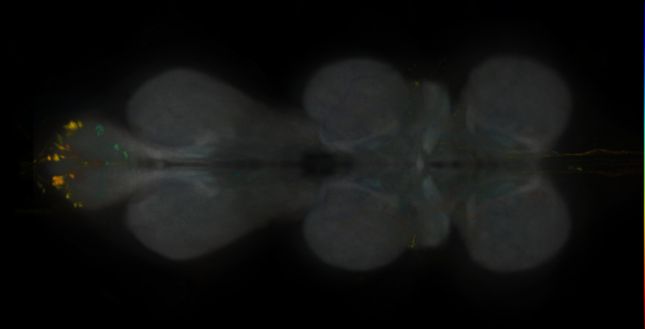 JRC_MB419B_VNC_2020__1