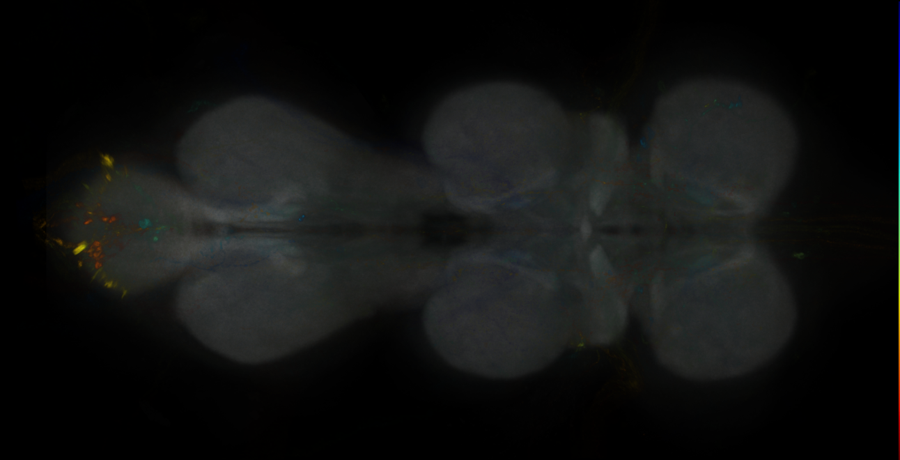 JRC_MB419B_VNC_2020__2