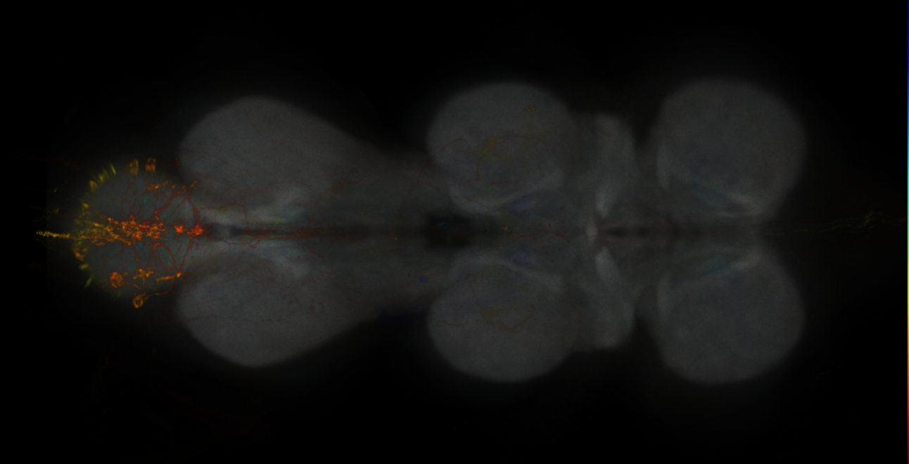 JRC_MB298B_VNC_2020__1