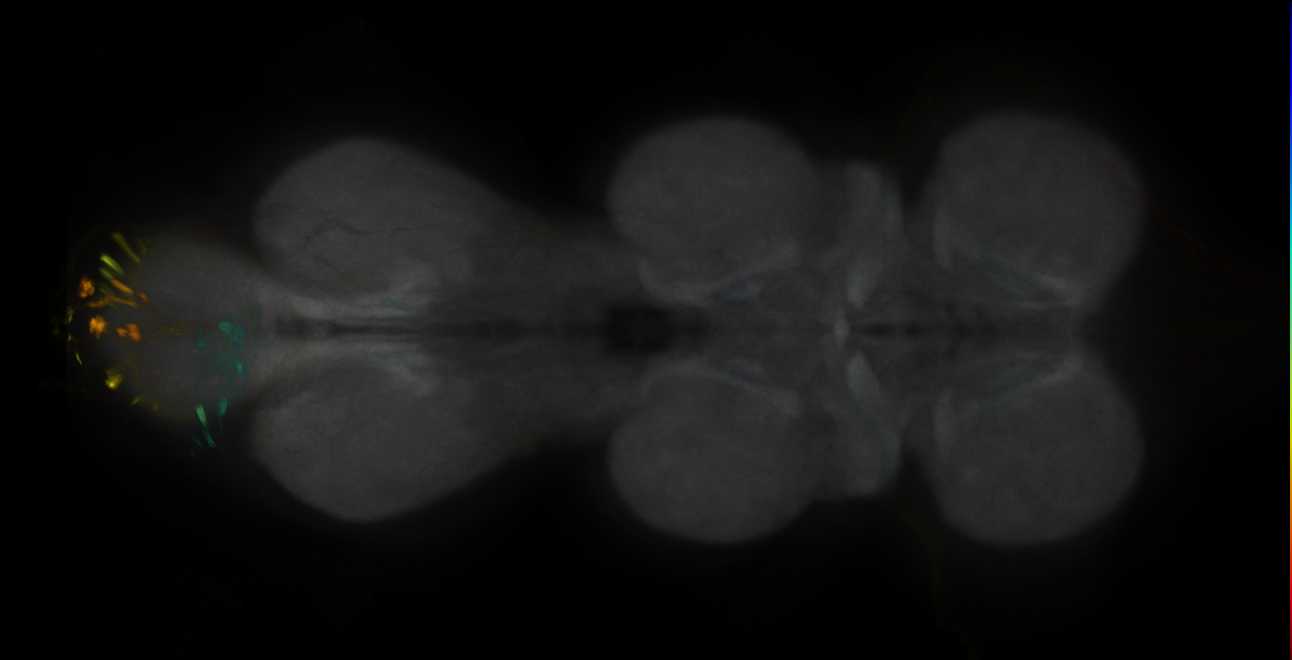 JRC_MB465C_VNC_2020__1