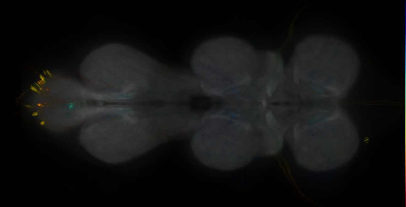 JRC_MB047B_VNC_2020__2