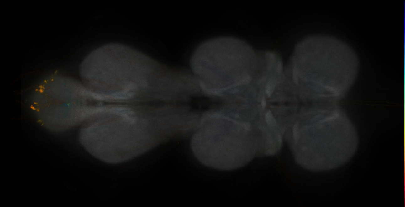 JRC_MB021B_VNC_2020__1