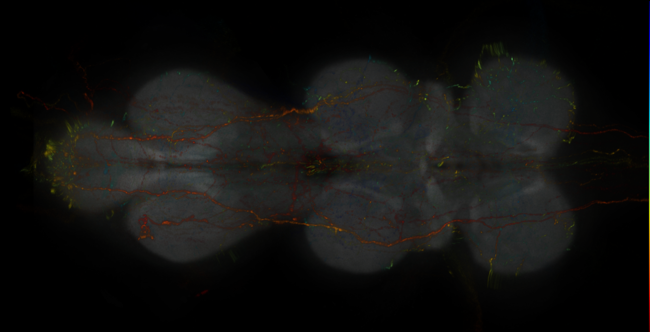 JRC_MB013B_VNC_2020__2